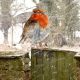 magicat - 