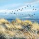 WILD GEESE AND GRASSES Lucy Grossmith
