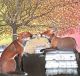 The foxes on the beehives by Sam Cannon Art