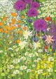 Aquilegia and Alliums By Sarah Gillard