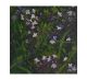 Where The Wild Thyme Grows By Catherine Hyde