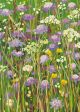 David's Meadow By Sarah Gillard