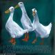 Ducks By Sam Cannon Art
