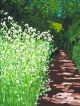 Green Lane By Sarah Gillard