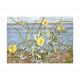 Horned Poppy at Snettisham by Ivy Smith.