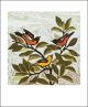 Orioles Chatter  Woodcut by Kent Ambler