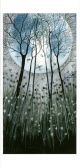 Mayflies