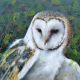 Barn Owl and Rowan Berries Lesley McLaren