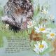 Where the daisies grow by Charlotte Strawbridge