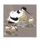 Avocet & Chicks
Linocut by Robert Gillmor