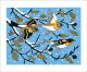 Beech & Bramblings
Linocut by Robert Gillmor