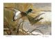 Mallard Rising by Rosi Robinson