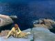 LAURA KNIGHT
Lamorna Cove|c.1912