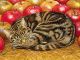 Ditz Right-Hand Apple-Cat|1995