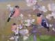 Fred Cuming Bullfinches