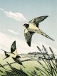 Pam Grimmond Flight