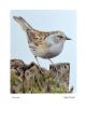 Dunnock by Sophie Wright