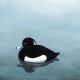 Tufted Duck By Ruth Molloy